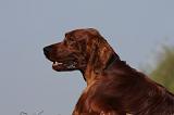 SETTER IRLANDAIS 146